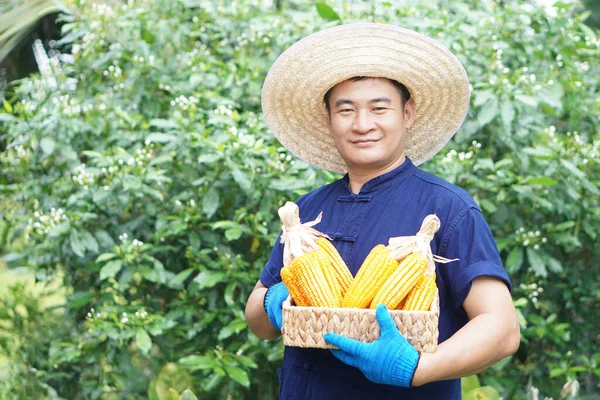Handsome Asian man farmer wears hat, blue shirt,holds basket of corn pods or maizes in garden, feel confident. Concept, agriculture occupation. economic crops in Thailand. Thai farmer.