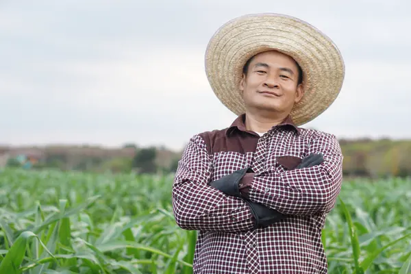 Asian farmer wears hat, plaid shirt, cross arms on chest, stand at maize garden, feel confident. Concept, Agriculture occupation. Thai farmer lifestyle, Feeling proud and satisfied in crop production