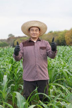 Yakışıklı Asyalı çiftçi bahçede, şapka takıyor, ekose gömlek giyiyor, baş parmağını kaldırıyor. Tarım işgali kavramı. Taylandlı çiftçi yaşam tarzı, mahsul üretiminden gurur duyuyor ve tatmin oluyor.                 