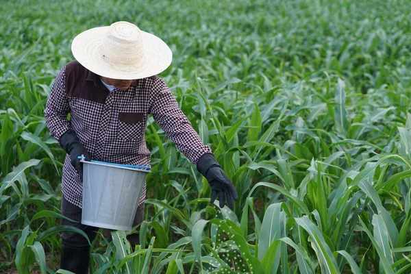 Asian farmer is working, fertilizing maize plants in garden. Concept, agriculture occupation. Take care and treatment after growing crops for the best quality product. Use proper fertilizer with crops