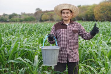 Yakışıklı Asyalı çiftçi, şapka takıyor, ekose gömlek giyiyor, bahçedeki mısır bitkilerini gübrelemek için kova tutuyor, aferin. Kavram, tarım işgali. Ürün yetiştirdikten sonra dikkat edin ve tedavi edin