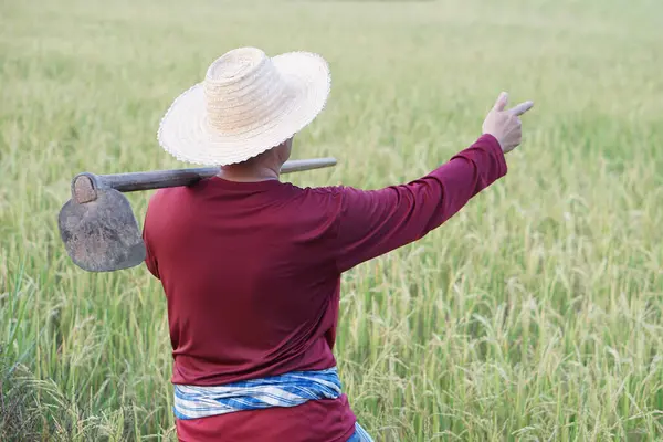 Back view of Asian man farmer wears hat, red shirt, carry a hoe on shoulder, point something at paddy field. Concept, Agriculture occupation. Working with nature. Organic farming.