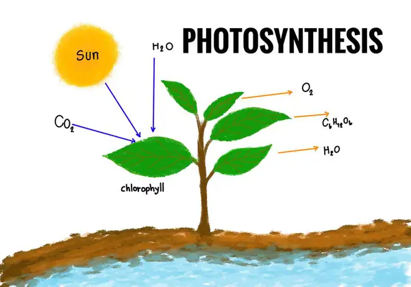 Hand drawn picture of photosynthesis process from sun to plant leaves with description. Concept. Educational illustration. Teaching aid for Science, English vocabulary. Chemical formula lesson.