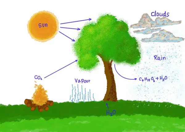Hand drawn picture diagram of photosynthesis process of tree with description. Concept. Education. Teaching aid for Science, English vocabulary. Mix lesson about water cycle and photosynthesis.