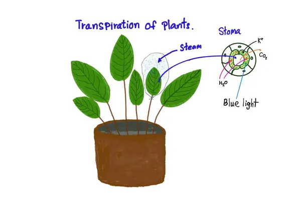 Hand drawn picture diagram of transpiration of plants process with description. Concept.  Educational illustration. Teaching aid for Science experiment lesson, English vocabulary. Chemical formula.