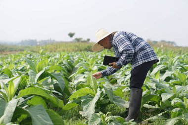 Asyalı bahçıvan bahçede, şapka takıyor, ekose gömlek giyiyor, bitkilerin büyümesini ve hastalıklarını incelemek için akıllı tablet tutuyor. Konsept, tarım teftişi, araştırma ve ekinleri geliştirmek için araştırma.