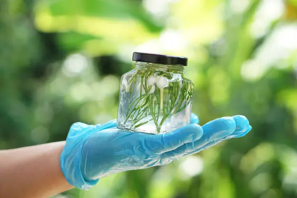 stock image Hand wears blue protective glove, hold transparent bottle jar that contain sample flower, pickled with chemical to preserve of freshness. Concept, scientific experiment.                   