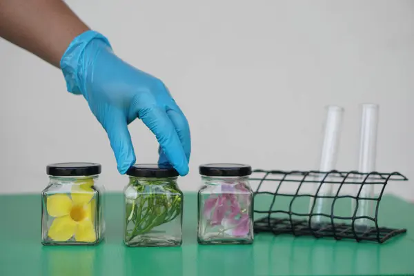 stock image Hand wears blue protective glove, hold transparent bottle jar that contain sample flower, pickled with chemical to preserve of freshness. Concept, scientific experiment.                  