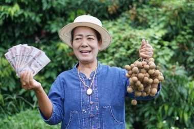 Mutlu Asyalı kıdemli kadın bahçıvan, bahçede bir sürü Longan meyvesi ve Tayland banknotu tutuyor. Konsept, tarım ürünleri, ekonomi ve ihracat meyveleri. Bahçıvan Longans satıyor. Ekinlerden gelir.  