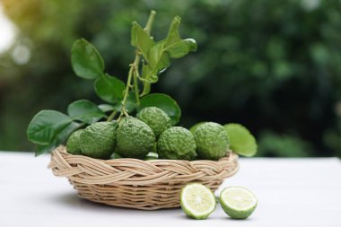 Bahçeden toplanmış, sepetin üzerinde Kaffir limonu ya da bergamot meyvesi. Konsept, tıbbi bitkisel özellikleri olan tarımsal ürün, ekşi tat, özel aroma kokusu. Yemek çeşnisi. Güzellik ürünleri.