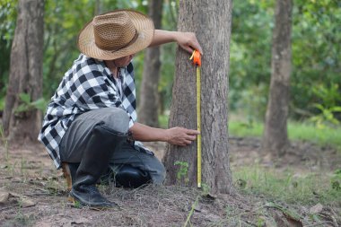 Asyalı botanikçi ağaç gövdesini ölçmek için ağaç gövdesini kullanıyor. Ağacın büyümesini analiz etmek ve araştırmak için. Kavram, orman değeri. Çevrenin korunumu.