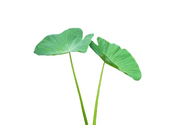 stock image Green leaves of Elephant Ear Plant isolated on white background. Concept, botaincal plant. Herbaceous perennial plants with corm the same as taro roots below the ground.            