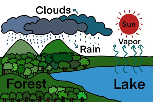 Su döngüsünü açıklamak için İngilizce kelime dağarcığıyla elle çizilmiş resim. Güneş Gölü Bulutları Yağmur Ormanı. Eğitim için resim. Konsept, öğretim yardımı. Eğitici materyaller. Bilim konusu