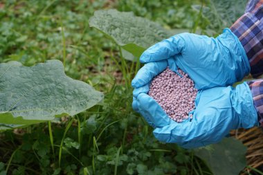 Çiftçi elleri mavi eldiven giyer, sebze bahçesinde kimyasal gübre bulundurur. Bitkiler ve tarım ürünleri için uygun formül gübresiyle kavram, bakım ve beslenme.     