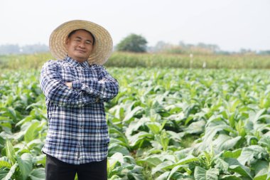 Yakışıklı Asyalı çiftçi yeşil sebze bahçesinde. Şapka tak, ekose gömlek giy, kollarını göğsüne dola, gülümse, kendinden emin, mutlu hisset. Ekinlerle tatmin olmuş. Kavram, Tarım İşgali.      