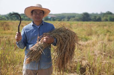  Asyalı çiftçi çeltik tarlasında pirinç toplamak için orak tutuyor. Kavram, tarım işgali, çiftçi organik pirinç yetiştirir. Taylandlı çiftçi yaşam tarzı.         