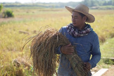 Asyalı çiftçi çeltik tarlasında pirinç toplamak için orak tutuyor. Kavram, tarım işgali, çiftçi organik pirinç yetiştirir. Taylandlı çiftçi yaşam tarzı.      