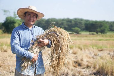 Asyalı çiftçi çeltik tarlasında pirinç topluyor. Kavram, tarım işgali, çiftçi organik pirinç yetiştirir. Taylandlı çiftçi yaşam tarzı.            