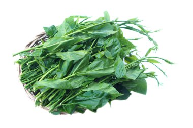 Fresh green organic herbal Gurmar vegetable or Gymnema inodorum on white. Concept, Thai herbal vegetable, eaten as vegetables or cooking for helping lower blood sugar levels.   clipart