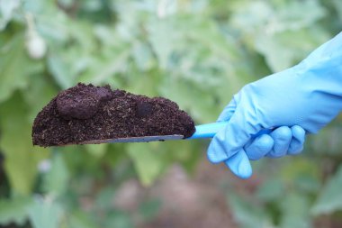 Çiftçi elleri bahçedeki bitkileri gübrelemek için gübre toprağı tutuyor. Kimyasal gübre yerine organik tarım için gübre kullanarak tarım ürünlerini kavramsallaştırır..  
