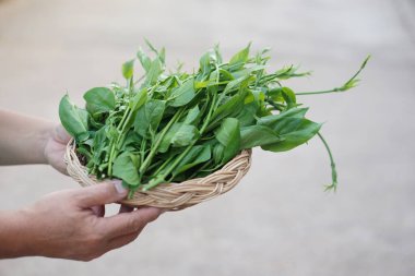 Elinde taze yeşil organik bitkisel Gurmar sebzesi tepsisi ya da Gymnema inodorum var. Kavram, Tayland bitkisel sebzesi, sebze olarak yenilen veya kan şekerini düşürmek için pişirilen.                                     