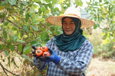 Yakışıklı Asyalı çiftçi bahçede çalışıyor, kaju fıstığı meyvesi topluyor. Tarım işgali kavramı. Tayland bahçıvanı yaşam tarzı. Satışların organik ekonomik ürünleri büyüyor.                                