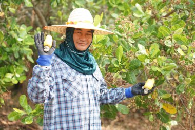   Yakışıklı Asyalı çiftçi bahçede çalışıyor, kaju fıstığı meyvesi topluyor. Tarım işgali kavramı. Tayland bahçıvanı yaşam tarzı. Satışların organik ekonomik ürünleri büyüyor.                                  