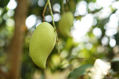 Bahçede yeşil mango meyvesi. Kavram, mevsimlik tropikal meyve. Lezzetli ekşi tadı, yüksek lif ve vitamini olan organik tarım ürünleri..                                  