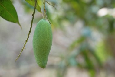 Bahçede yeşil mango meyvesi. Kavram, mevsimlik tropikal meyve. Lezzetli ekşi tadı, yüksek lif ve vitamini olan organik tarım ürünleri..                                  