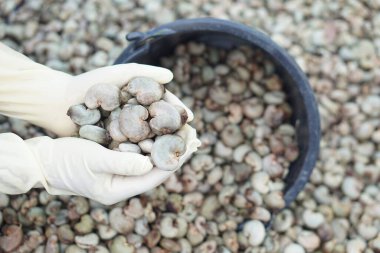 Çiftçinin elleri kaju fıstığını ceviz yığınından en iyi kaliteyi seçmek için tutuyor. Organik tarım kavramı. Tayland 'a tarım üretimi ihraç et.                                  