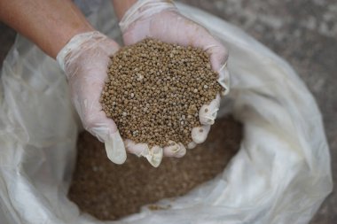 Tarımsal kullanım için granüler gübre tutan eller. Konsept, kalite teftiş süreci, besin maddelerinin toprağa uygulanmadan önce standartları karşılamasını ve sağlıklı ürün büyümesini desteklemesini sağlar.                               