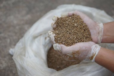  Tarımsal kullanım için granüler gübre tutan eller. Konsept, kalite teftiş süreci, besin maddelerinin toprağa uygulanmadan önce standartları karşılamasını ve sağlıklı ürün büyümesini desteklemesini sağlar.                                           