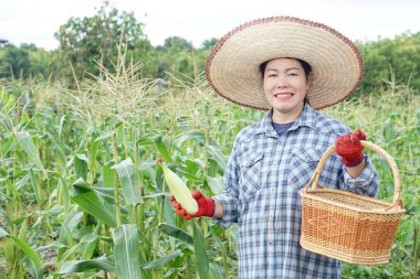  Gülümseyen Asyalı kadın çiftçi yeşil tarlada taze mısır topluyor, hasır şapka, eldiven takıyor ve elinde sepet tutuyor. Organik tarım, tarım, kırsal yaşam tarzı ve sürdürülebilirlik kavramı.                                  