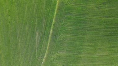Yeşil alanlar üzerinde kamera uçuşu. Hava görüntülü dron kamera yeşil mısır tarlasında dönüyor. Tarım gıda üretimi, yukarıdan plantasyon, ekin hasadı dokusu, büyüyen tarım arazisi