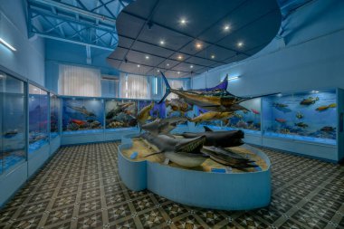 Mauritius Enstitüsü Binası 'ndaki Port Louis' deki Doğa Tarihi Müzesi 'nin içindeki deniz sergilerinin görüntüsü. Yüksek kalite fotoğraf