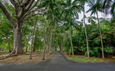  Sör Seewoosagur Ramgoolam Botanik Bahçesi 'nde dev su zambakları manzarası. Yüksek kalite fotoğraf