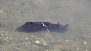 Deniz tavşanı Stuary Water 65 'de mırıldanıyor.