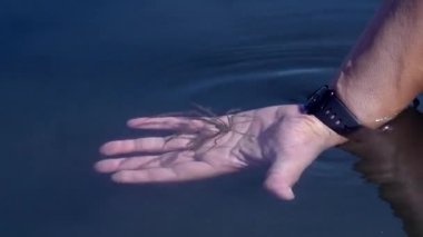 El yakalayan deniz örümceği 72