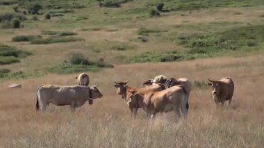 Kuzey İspanya dağlarında bir grup inek - 163