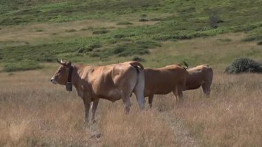 Kuzey İspanya dağlarında inekler - 167