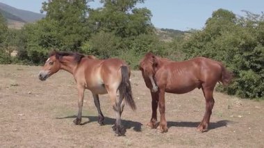 Kuzey İspanya 'nın dağlarında ağır çekimde başıboş atlar - 169