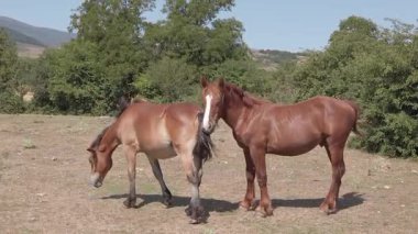 Birkaç at, güneşli bir günde dağlarda ağır çekimde. 170.