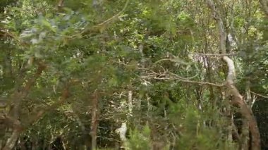 Kamera Avrupa Atlantik Ormanı 'nı yavaş çekimde geçiyor - 202