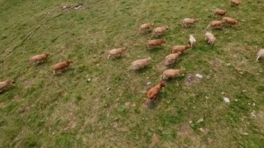 Dağlardaki Galiçyalı başıboş inekler sürüsü - 235