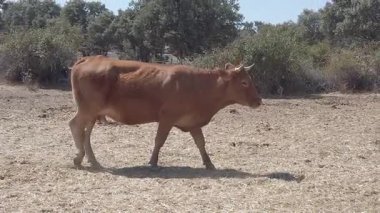 Bir inek ağır çekimde yürür - 272