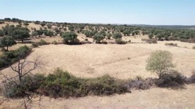 İspanyol platosundaki büyük bir sığır çiftliğinin insansız hava aracı görüntüsü - 278