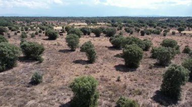 İHA 'dan İspanyol platosunda ineklerin bulunduğu büyük bir sığır çiftliğinin görüntüsü - 276