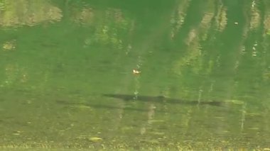 Kuzey İspanya 'daki bir nehrin sularındaki Atlantik somonunun büyük bir örneği - 387