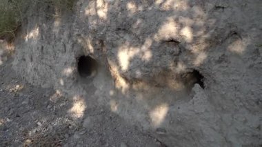 Kuru kırsal alanda tavşan yuvaları - 460