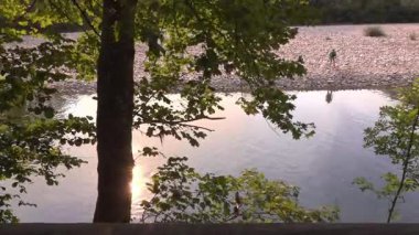 Asturias 'taki Cares Nehri' nin kıyısında yürüyen köpek. Önünde ağaç olan yaz manzarası. 388.